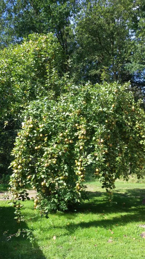 Wohnung Am Wald Witzeeze Kültér fotó